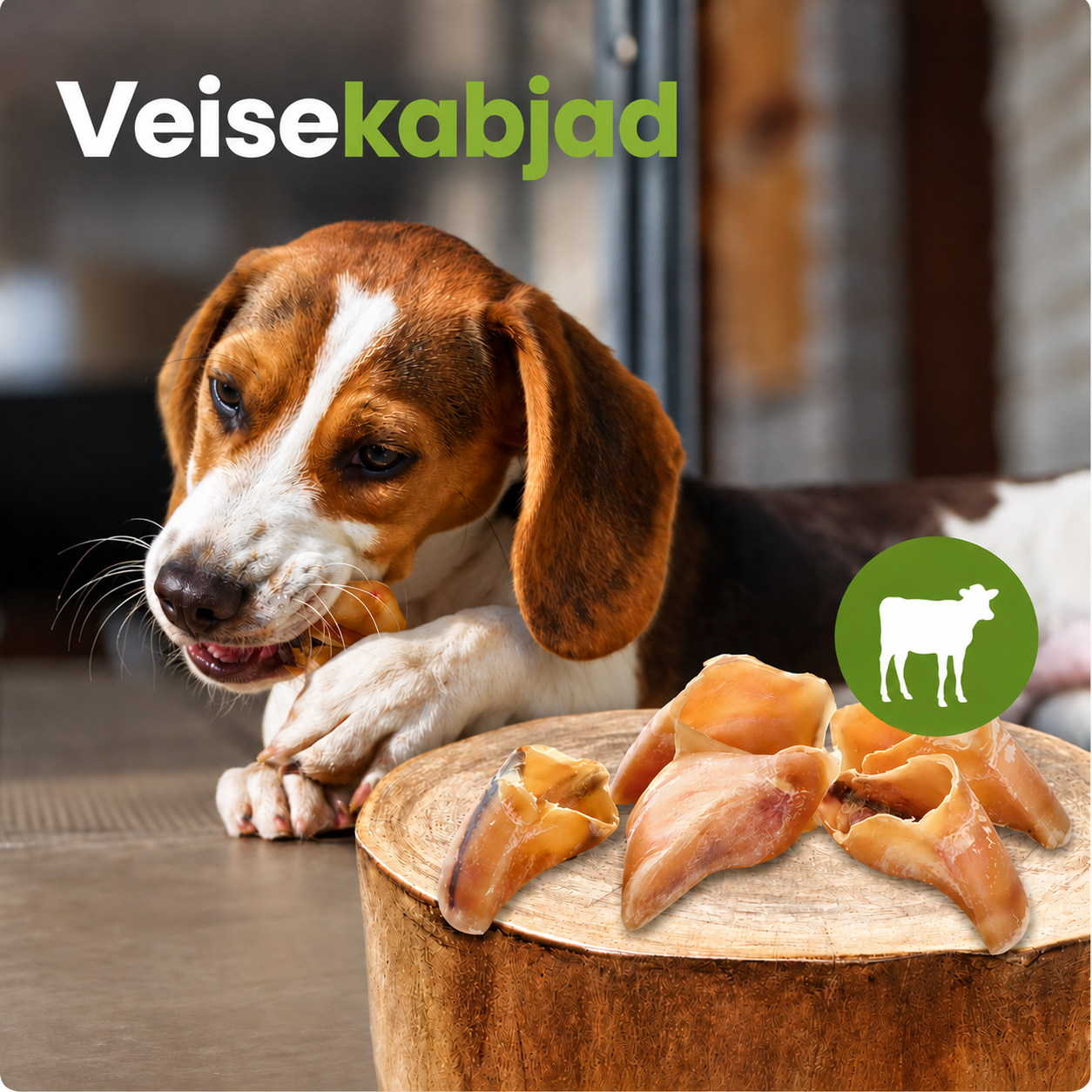 Beagle'i tõugu koer närib naturaalset veisekapja, kuivatatud veisekabjad on puidust alusel
