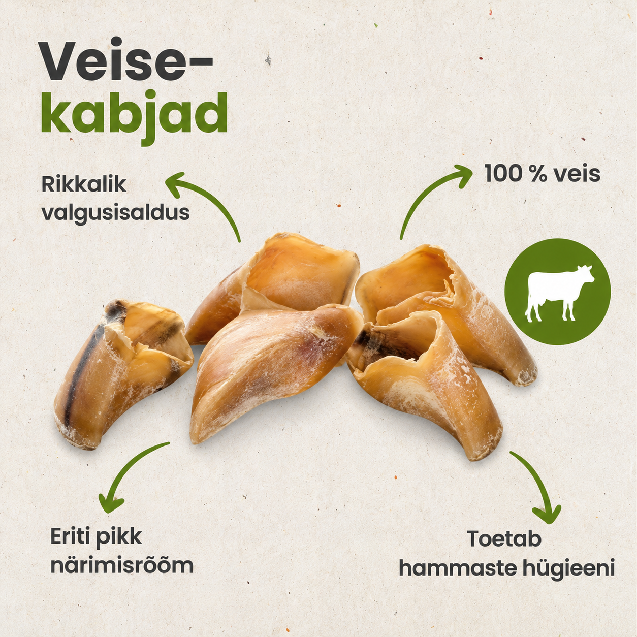 Beagle'i tõugu koer närib naturaalset veisekapja, kuivatatud veisekabjad on puidust alusel